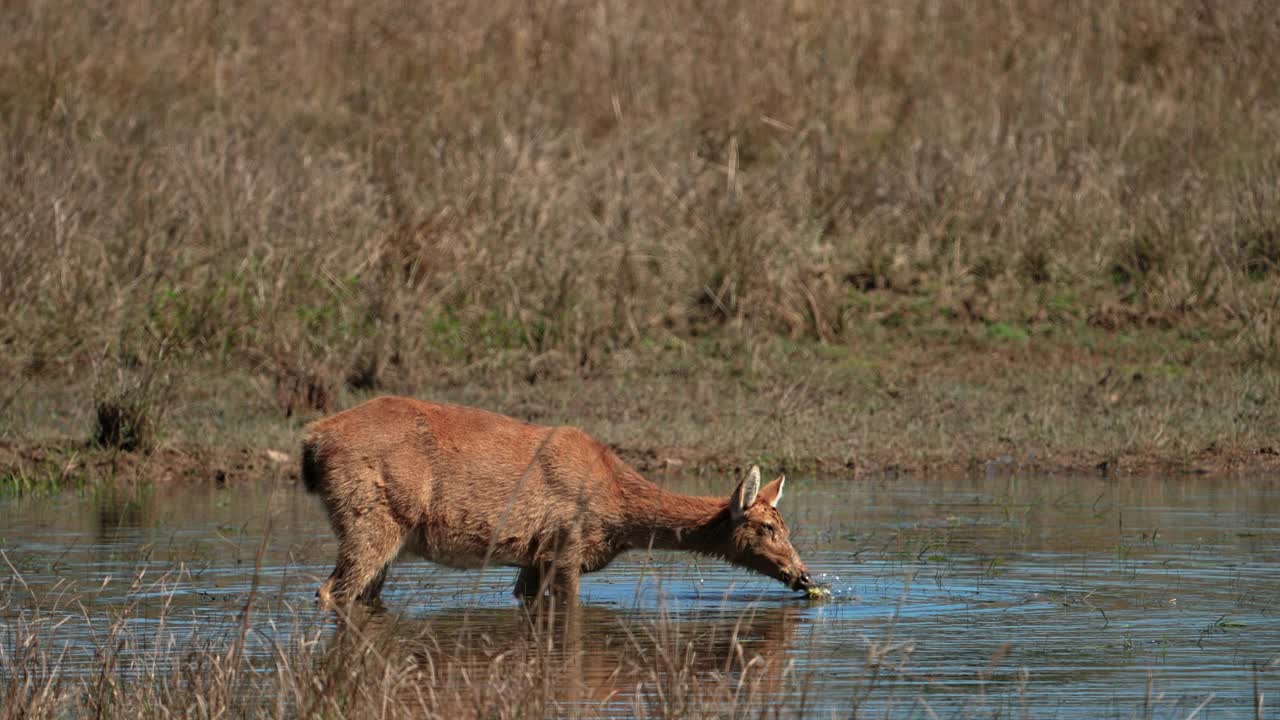 印度中部森林里，黑鹿在吃池塘里的海藻视频素材