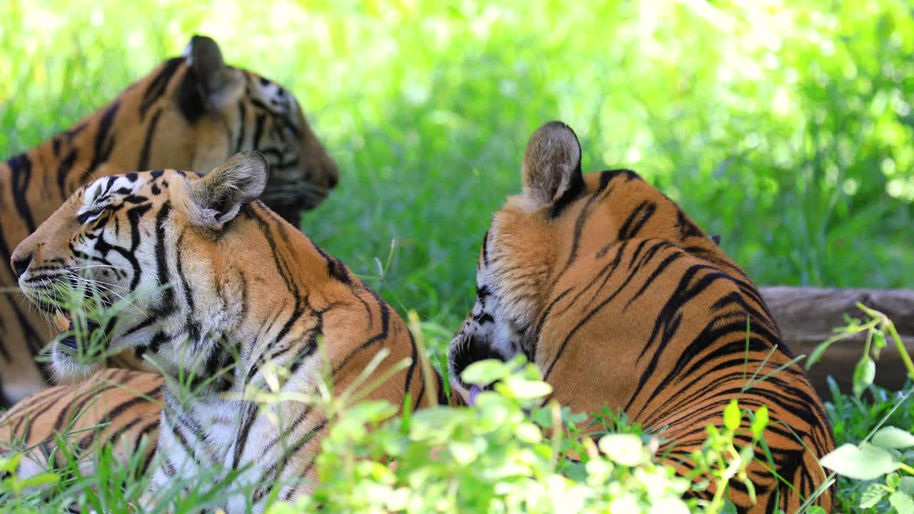 野生成年老虎躺在自然栖息地的地上。视频下载