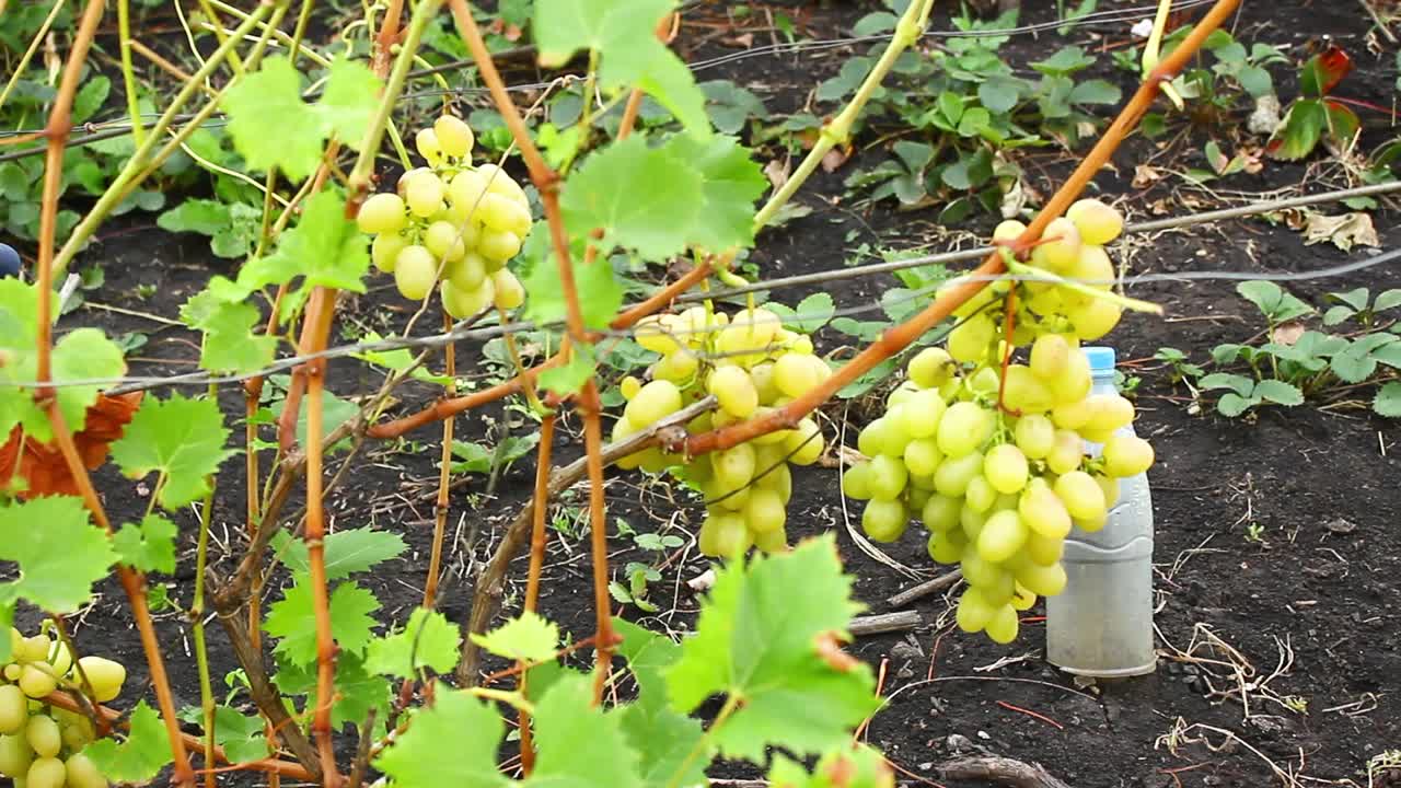 灌木上的黑葡萄。成熟的甜黑葡萄的收获。视频下载