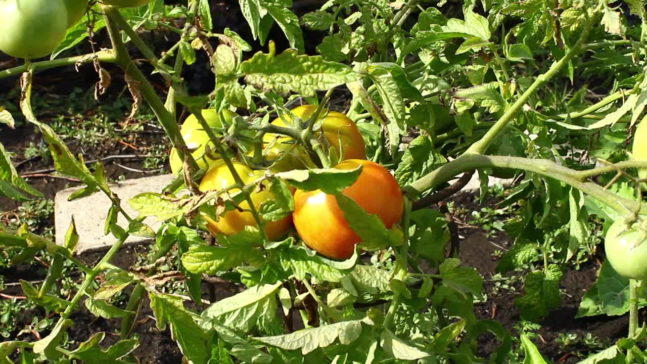 厨房花园。西红柿在灌木丛中成熟。视频下载