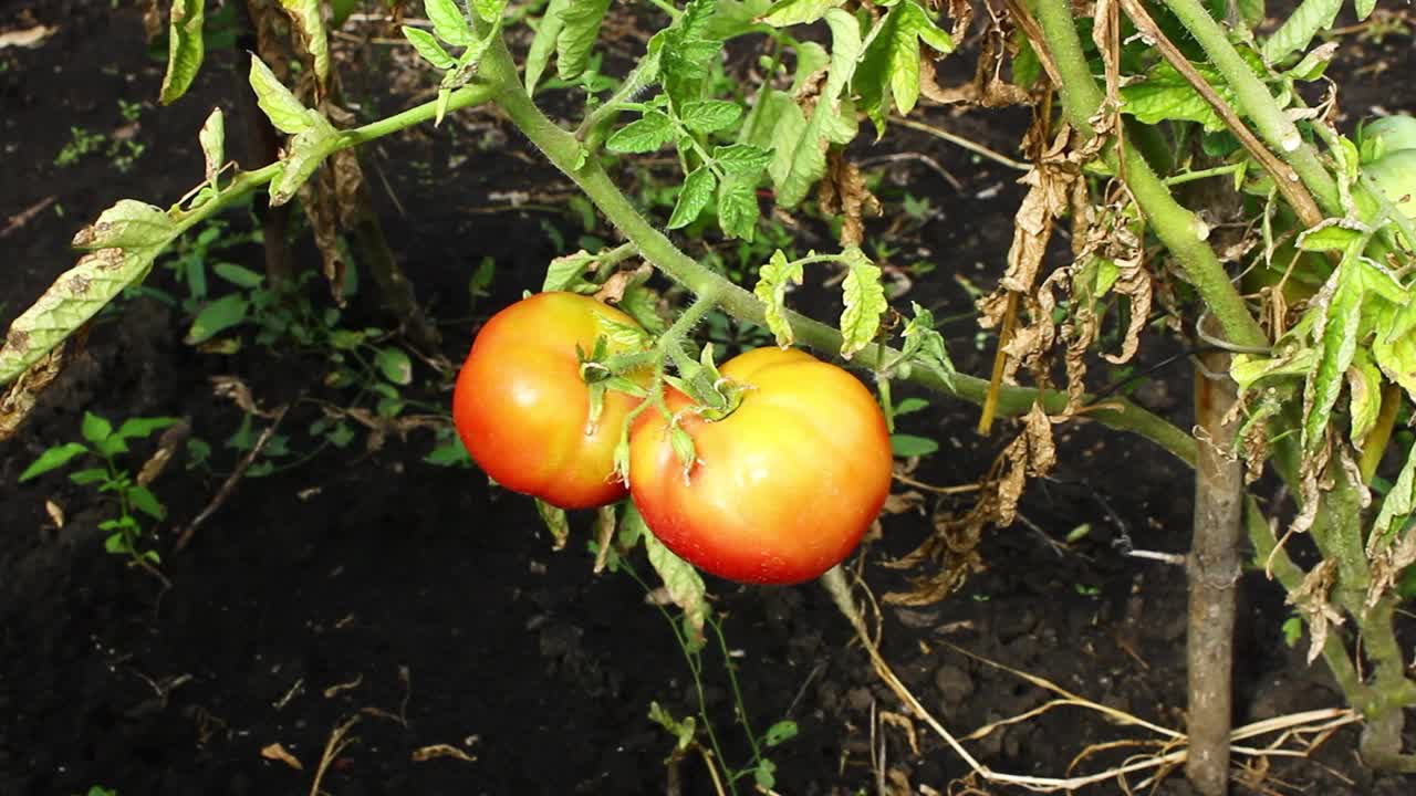 厨房花园。西红柿在灌木丛中成熟。视频下载