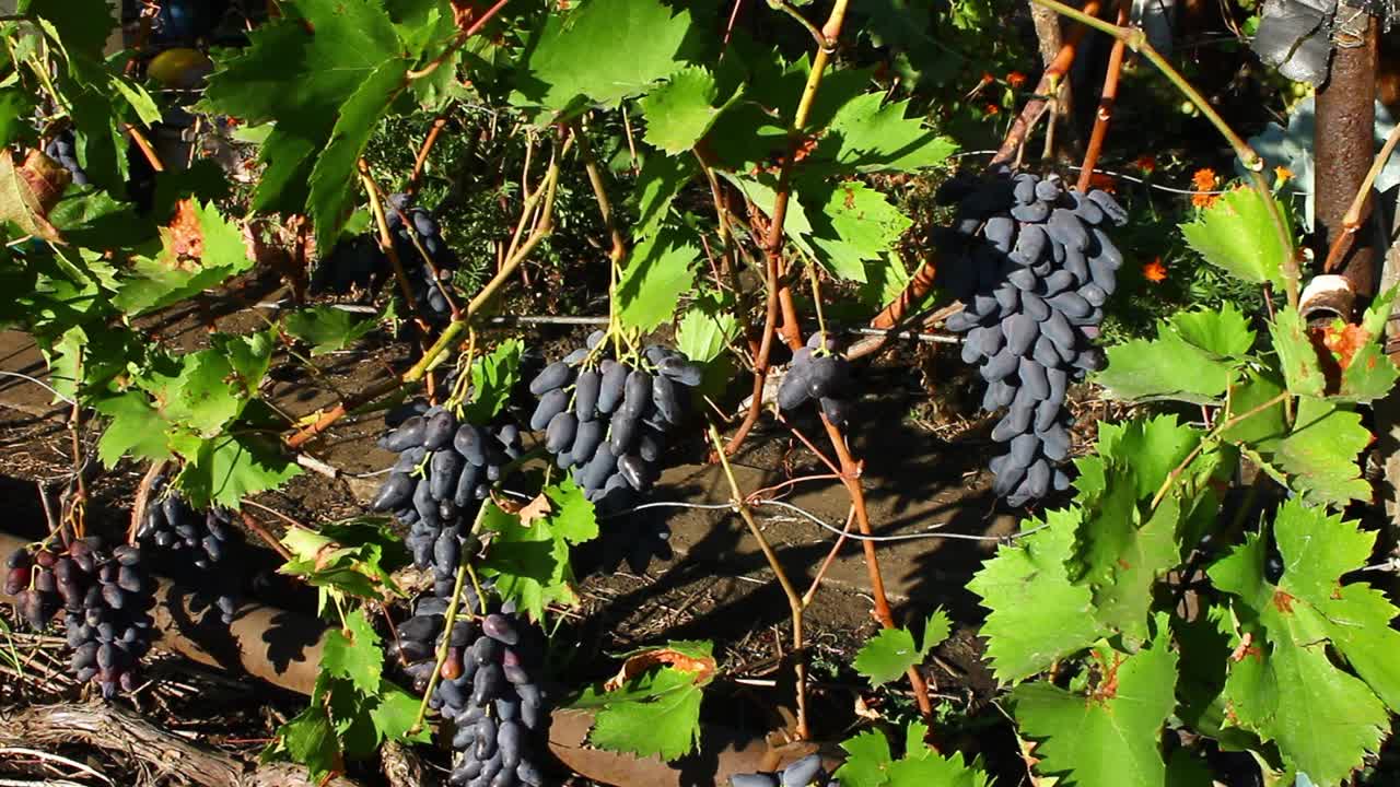 灌木上的深色葡萄。收获成熟的甜的黑葡萄。视频下载