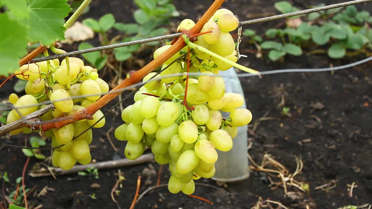 轻葡萄，一串串成熟的葡萄在灌木丛中。葡萄刷子上的防虫网。视频下载