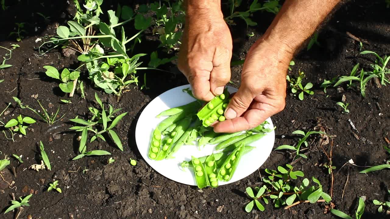 一个人收割绿色的豌豆荚。成熟的豌豆。盘子里种了一种新的豌豆。视频下载