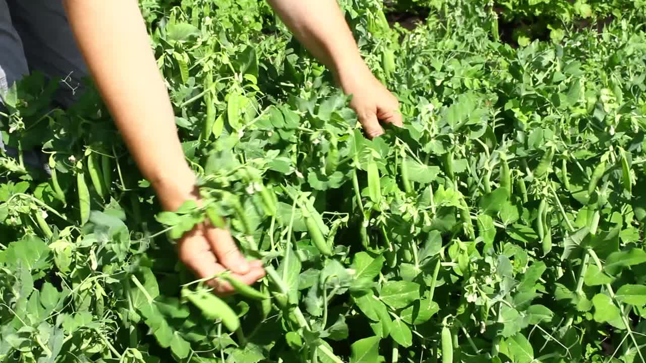 一个女人在检查一个豌豆种植园。成熟的豌豆。视频下载