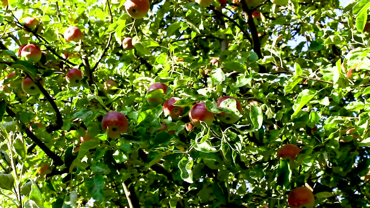 苹果丰收。长着苹果果实的树。视频下载
