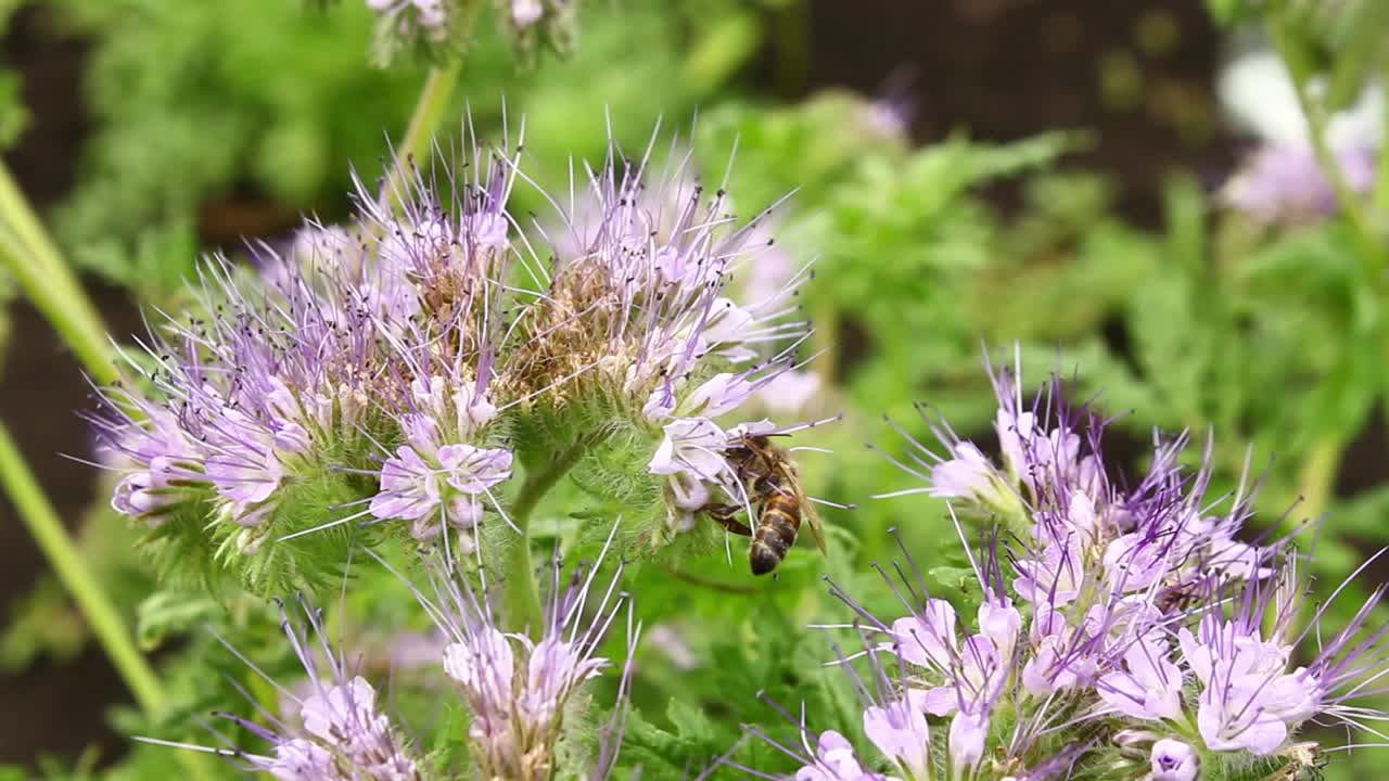 蜜蜂采集花蜜并为花朵授粉。视频下载