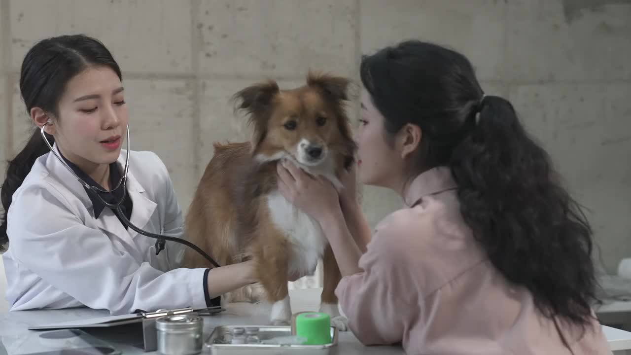 动物医院-兽医检查小狗和咨询年轻的女狗主人视频下载