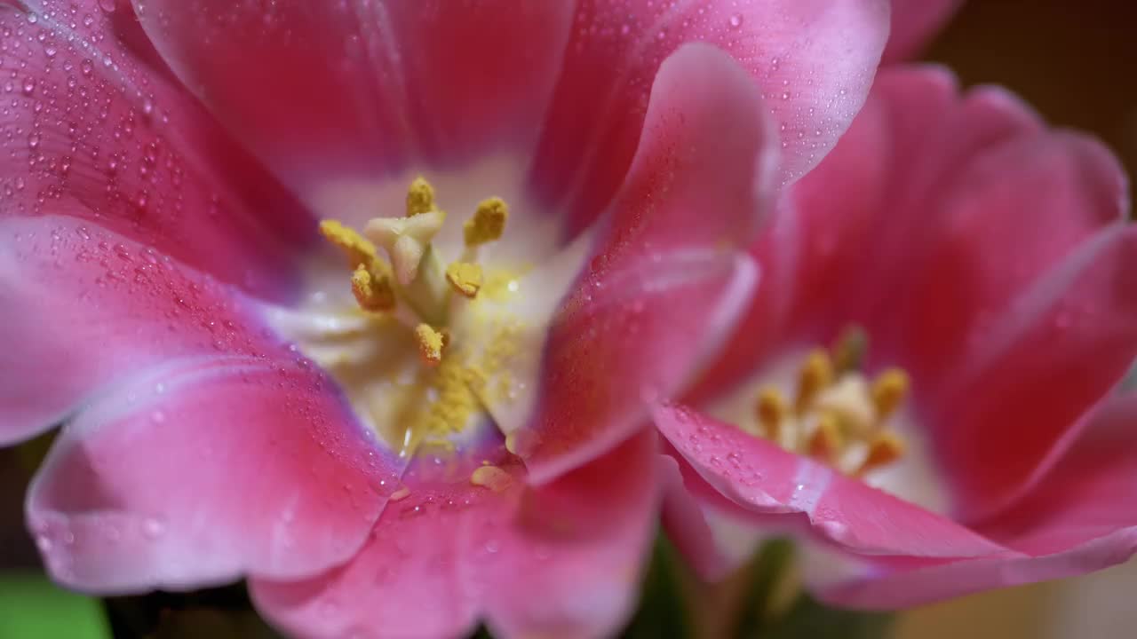 盛开的郁金香花蕾开放，花心有黄色花粉。园艺。4 k。特写镜头视频素材
