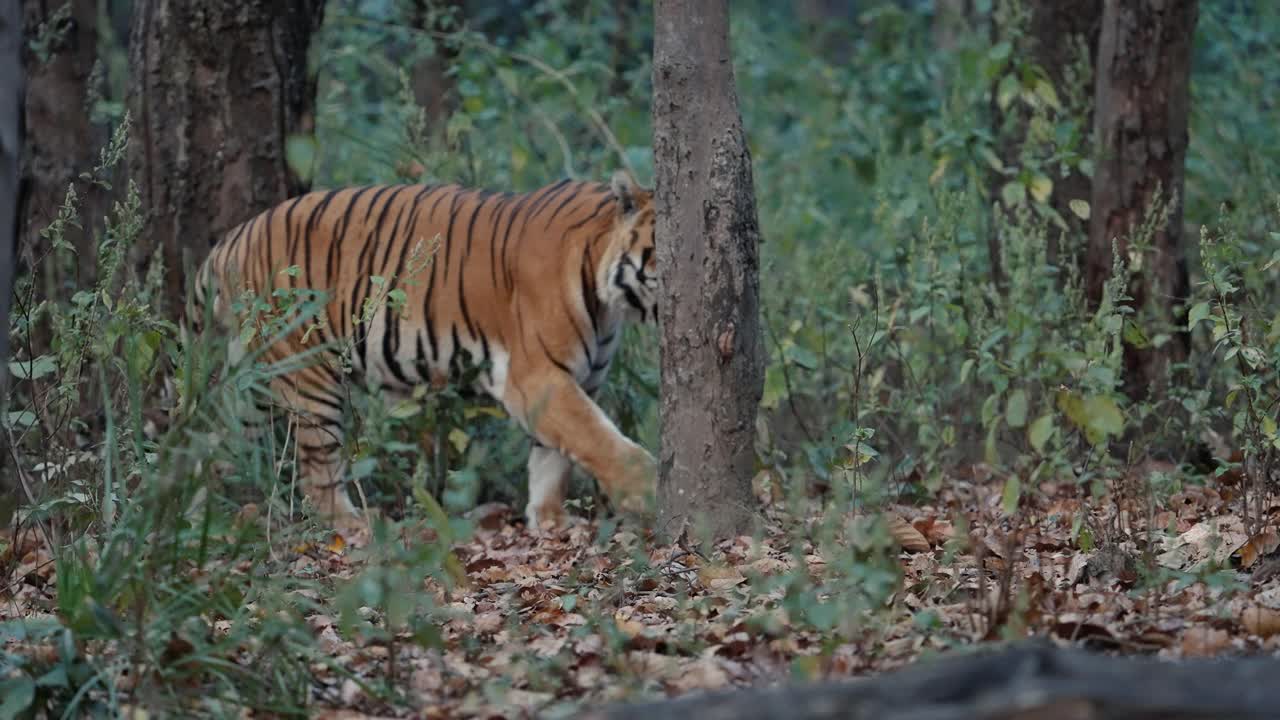 一只巨大的雄性孟加拉虎慢镜头走在印度中央森林里视频下载