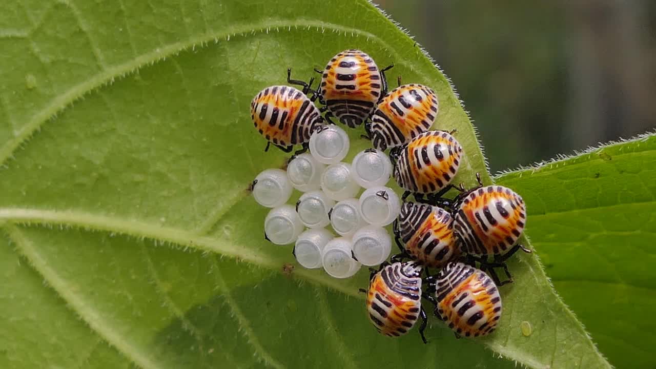 幼小的盾虫从卵中孵化。视频素材