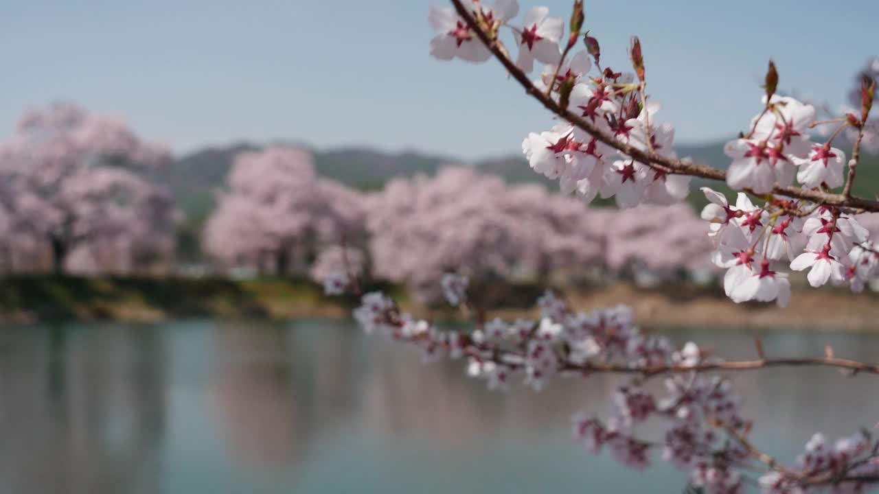 盛开的樱花树映在池塘里(前景到背景架聚焦)视频素材