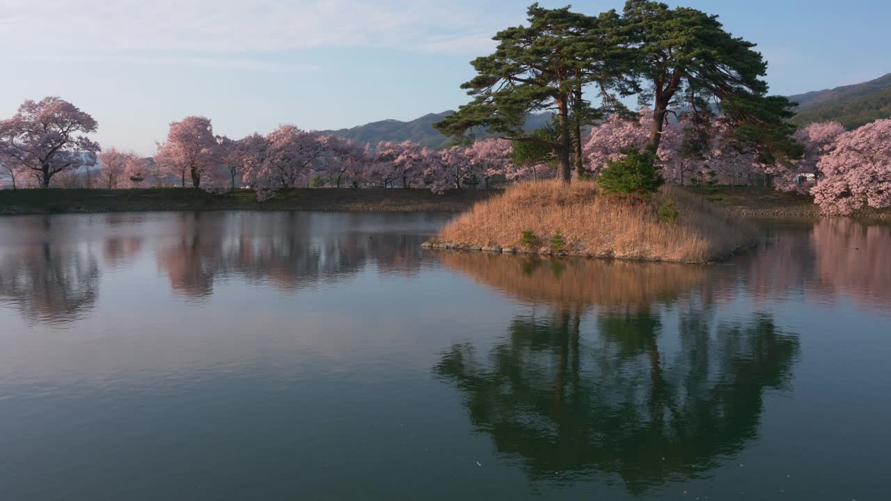 樱花和松树映池(向上倾斜)视频素材
