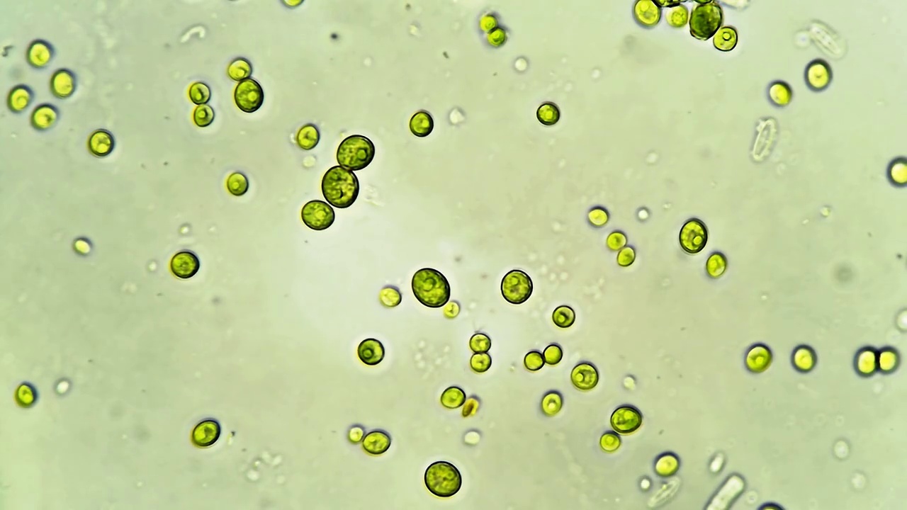 微生物-绿藻视频下载