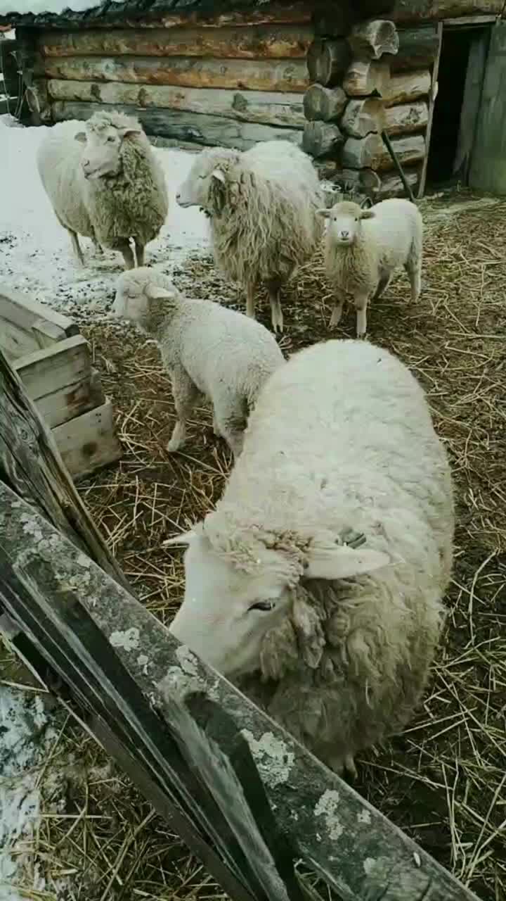 等待食物的滑稽绵羊视频下载