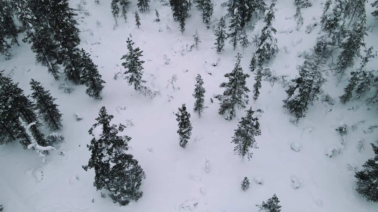 被雪覆盖的松树鸟瞰图视频素材