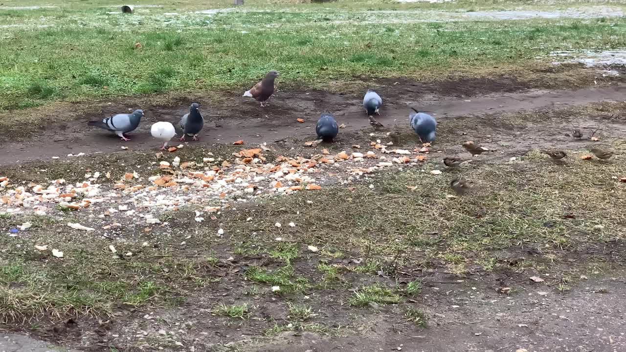 鸽子和其他镇上的鸟在草地上吃面包屑视频素材