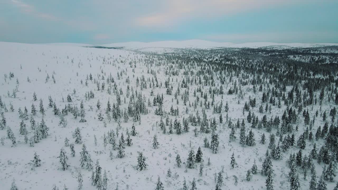 被雪覆盖的松树鸟瞰图视频素材