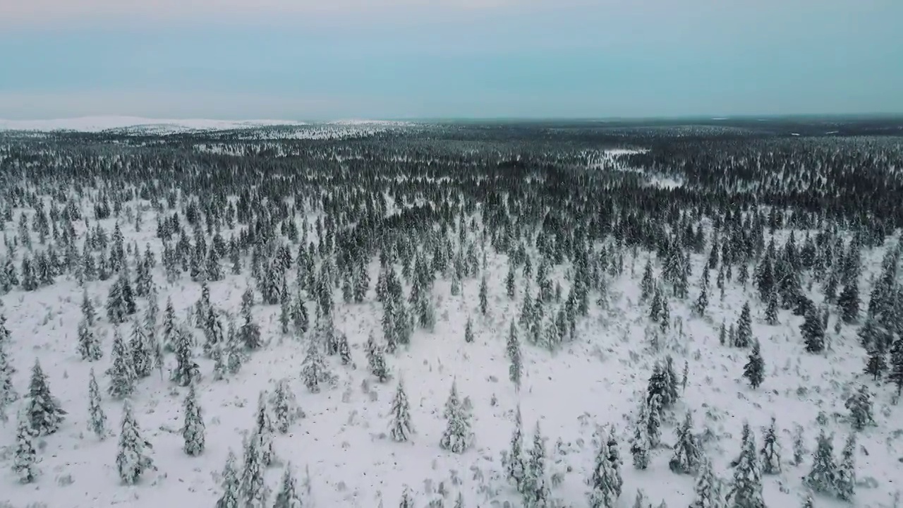 鸟瞰白雪覆盖的松树视频素材