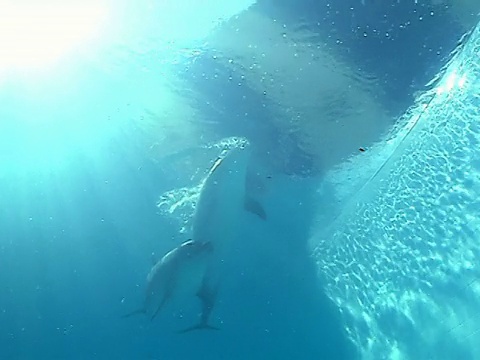 海豚游泳对视频素材