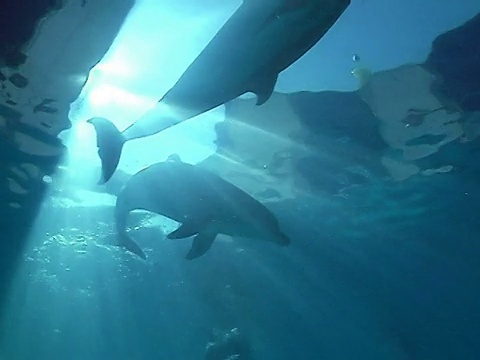 有趣的海豚视频素材