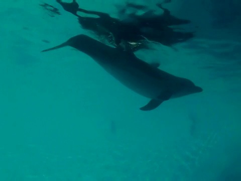 冷静和好奇的海豚视频素材
