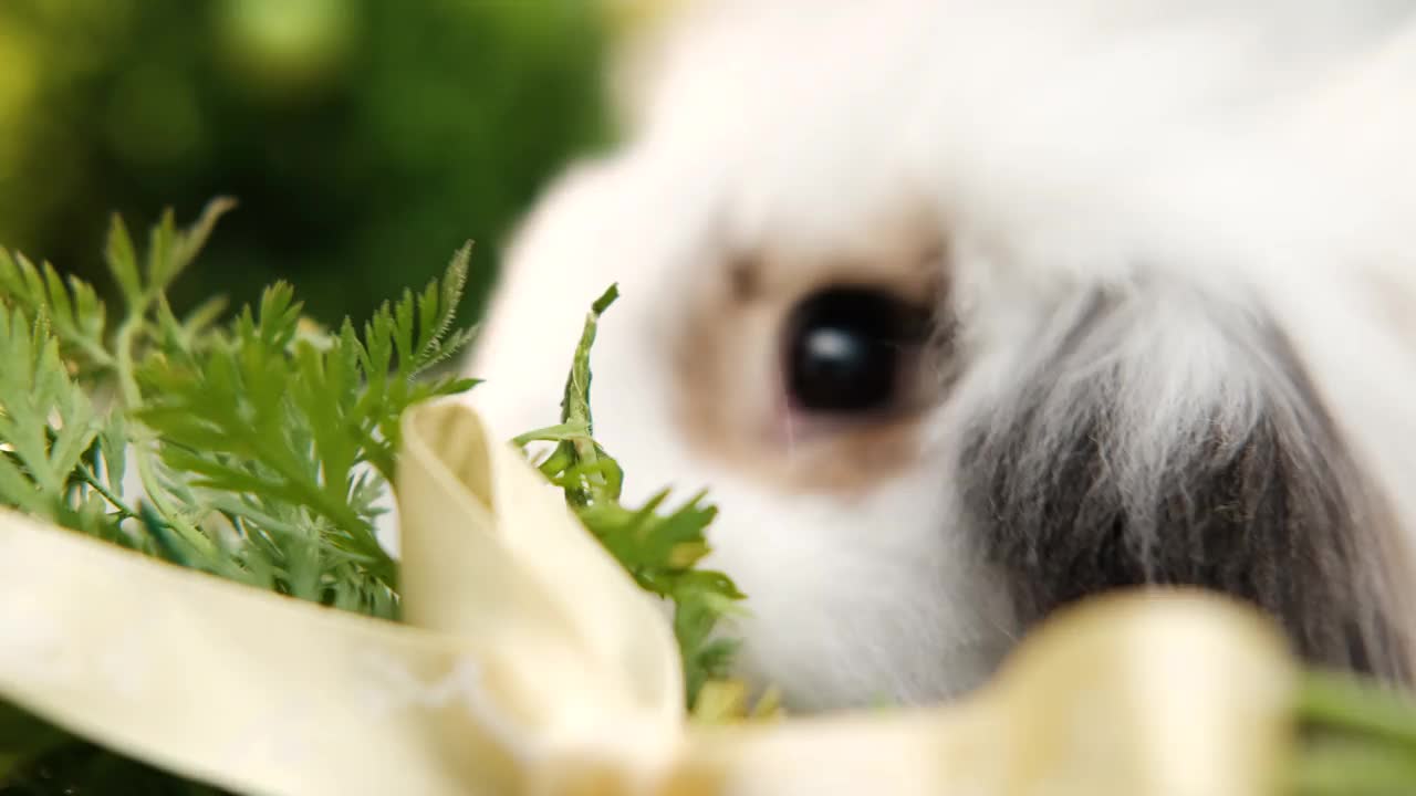 近距离观察一只正在吃胡萝卜的白兔子。视频下载
