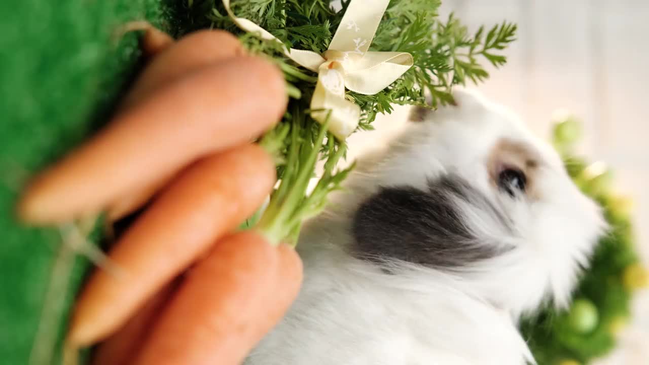 兔子吃胡萝卜的垂直视频。视频下载