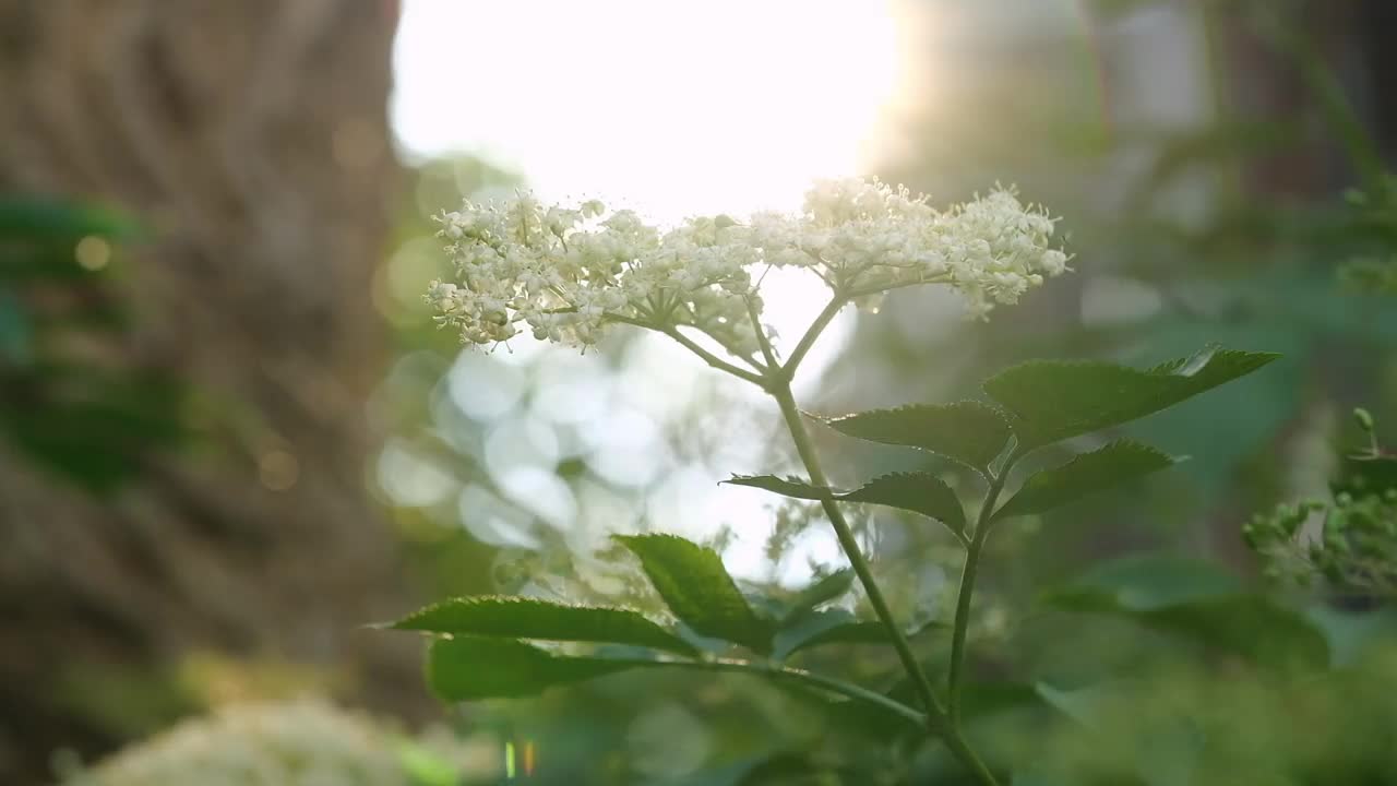 接骨木花在自然界视频素材
