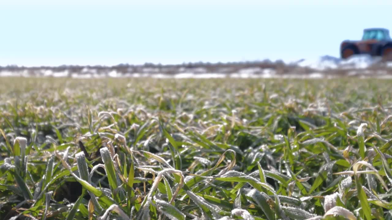麦田里，植物上结霜视频下载