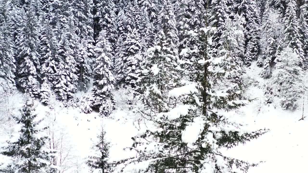 白雪覆盖着松林视频素材