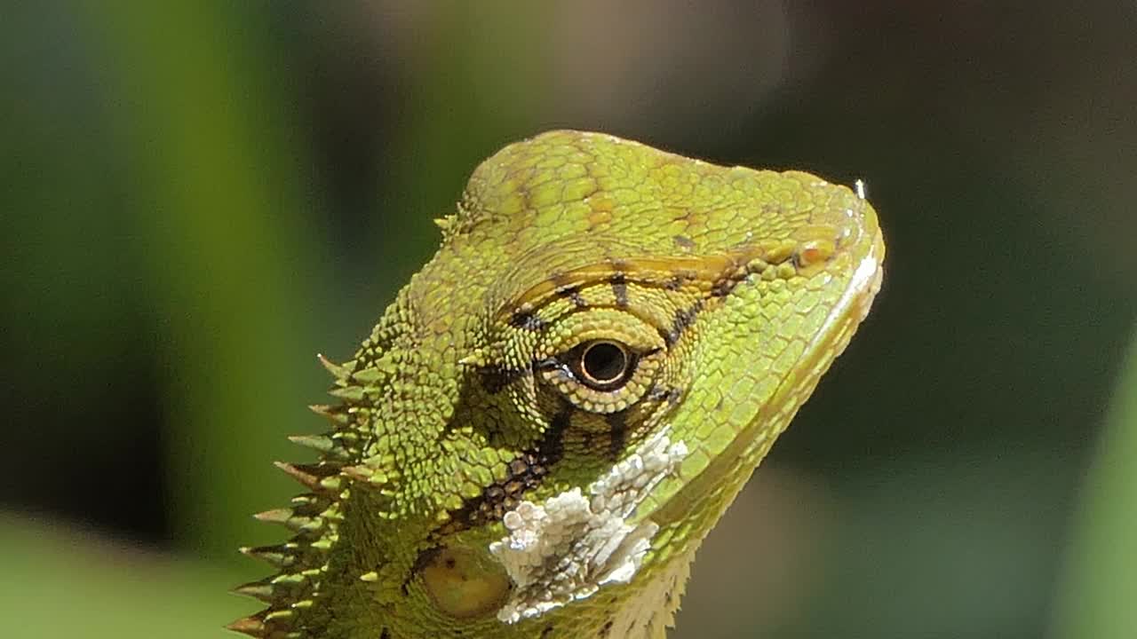自然界中有八字胡的冠状蜥蜴。视频下载