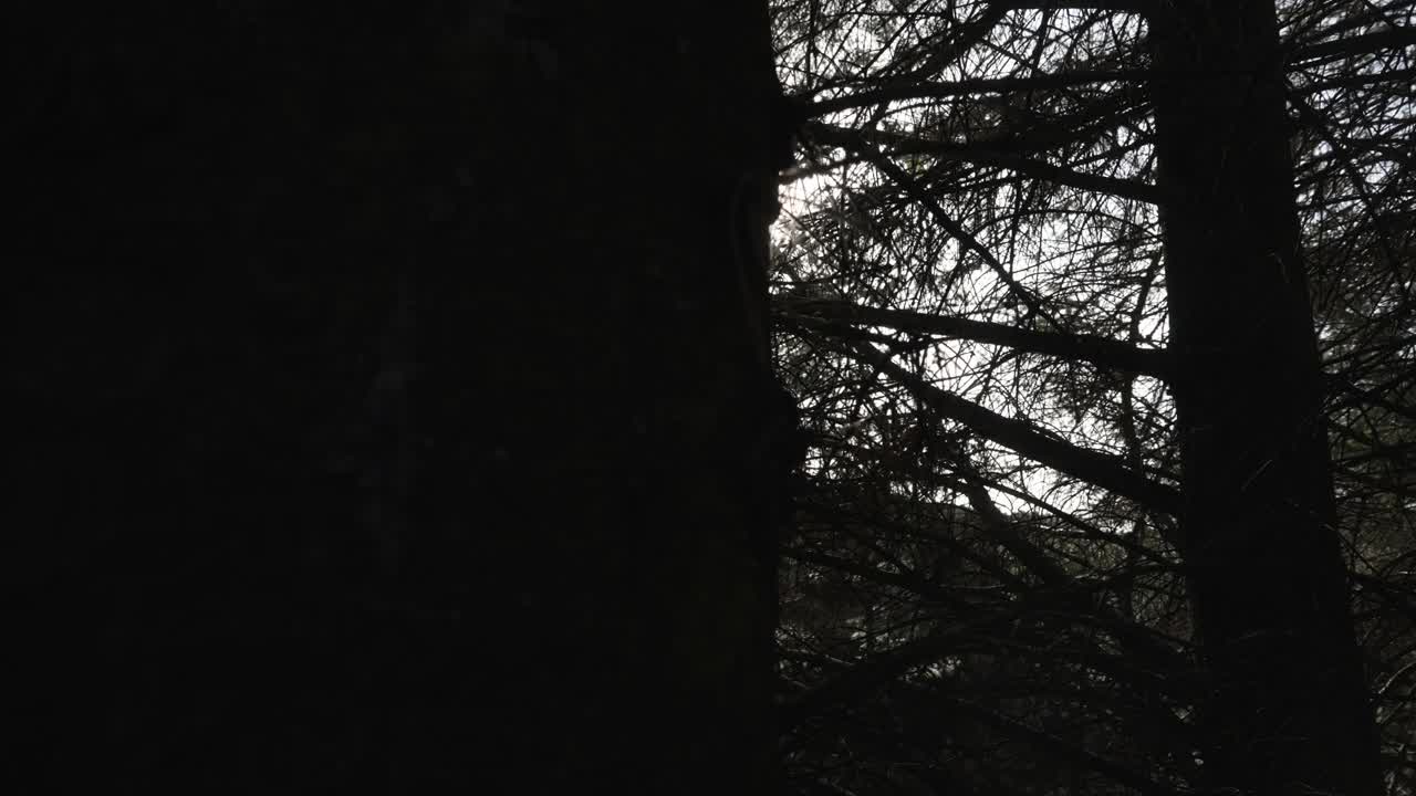 挪威的森林:春天的云杉和松树视频素材