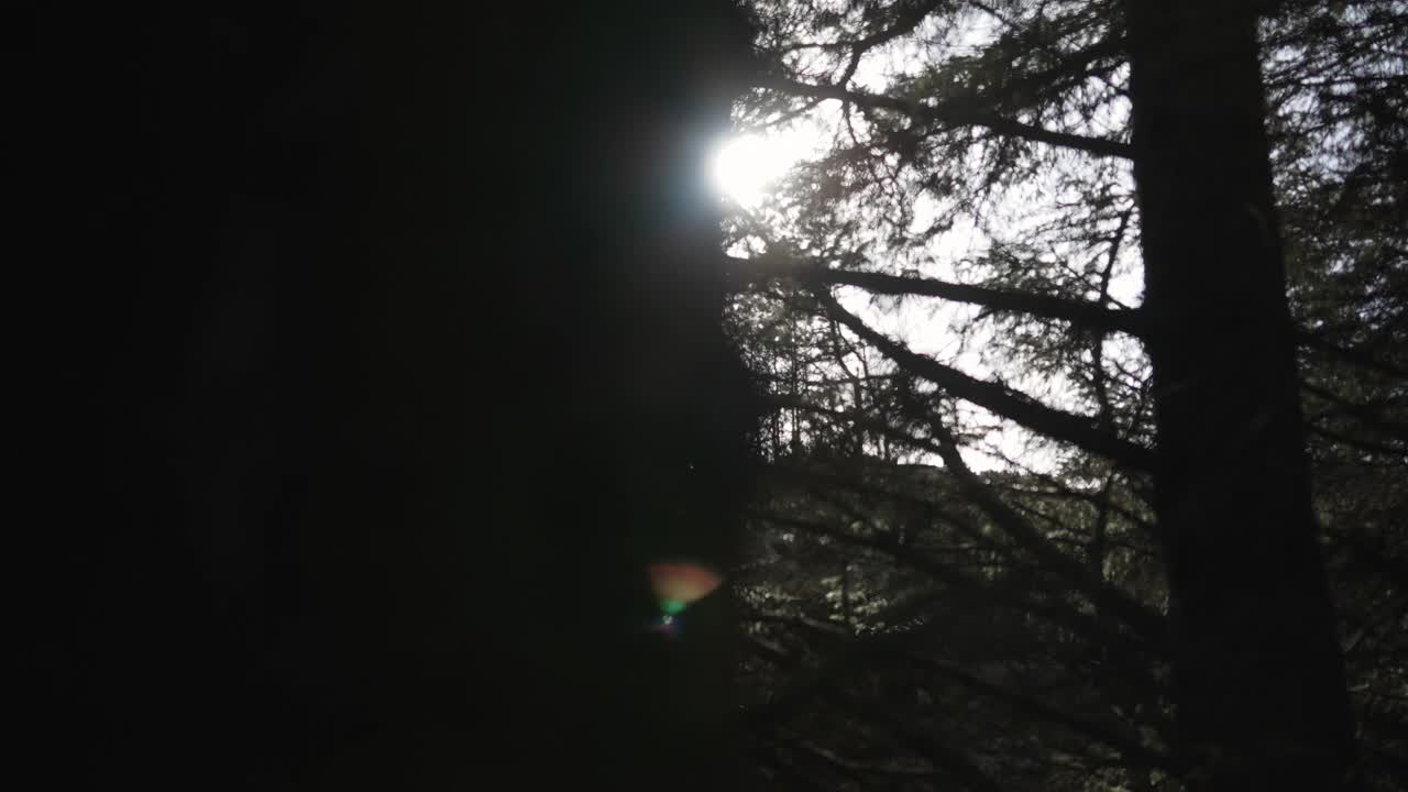 挪威的森林:春天的云杉和松树视频素材