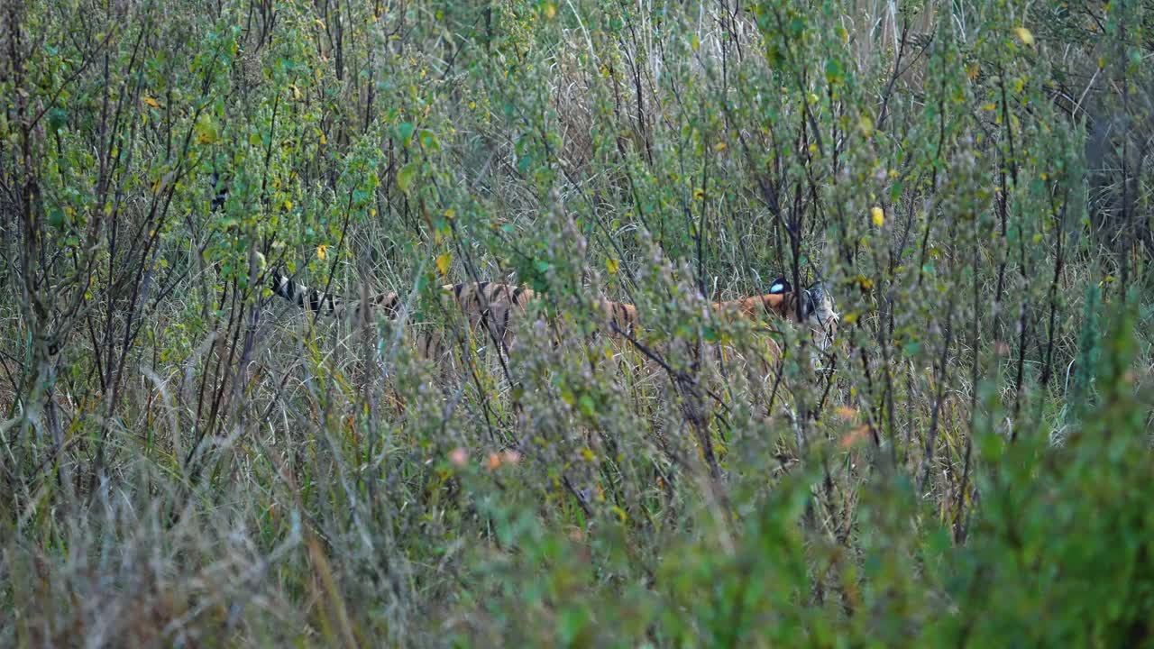 超级慢动作的孟加拉虎移动在草原的吉姆科比特国家公园视频下载