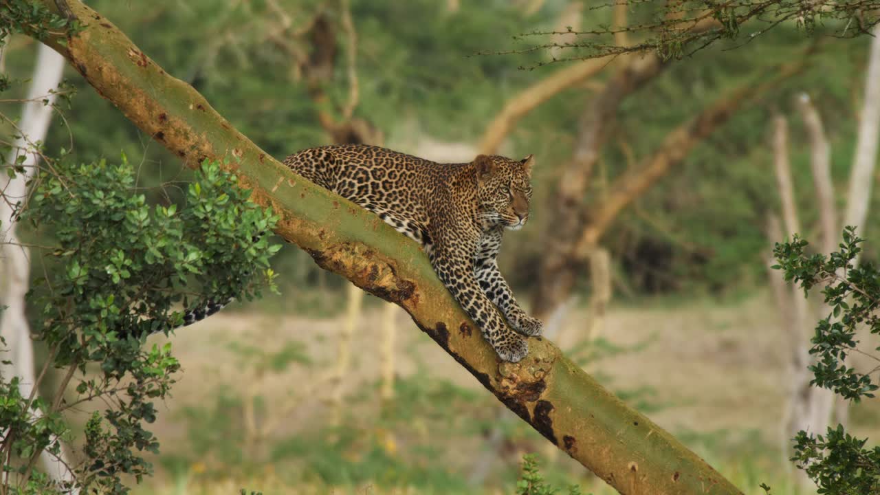一只豹躺在树上视频素材