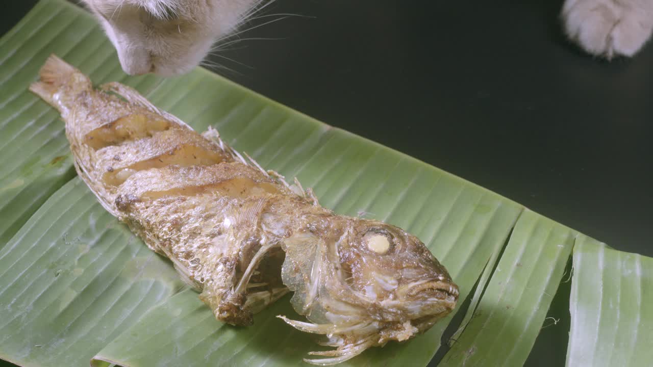 家猫嗅鱼油炸放在香蕉叶视频下载