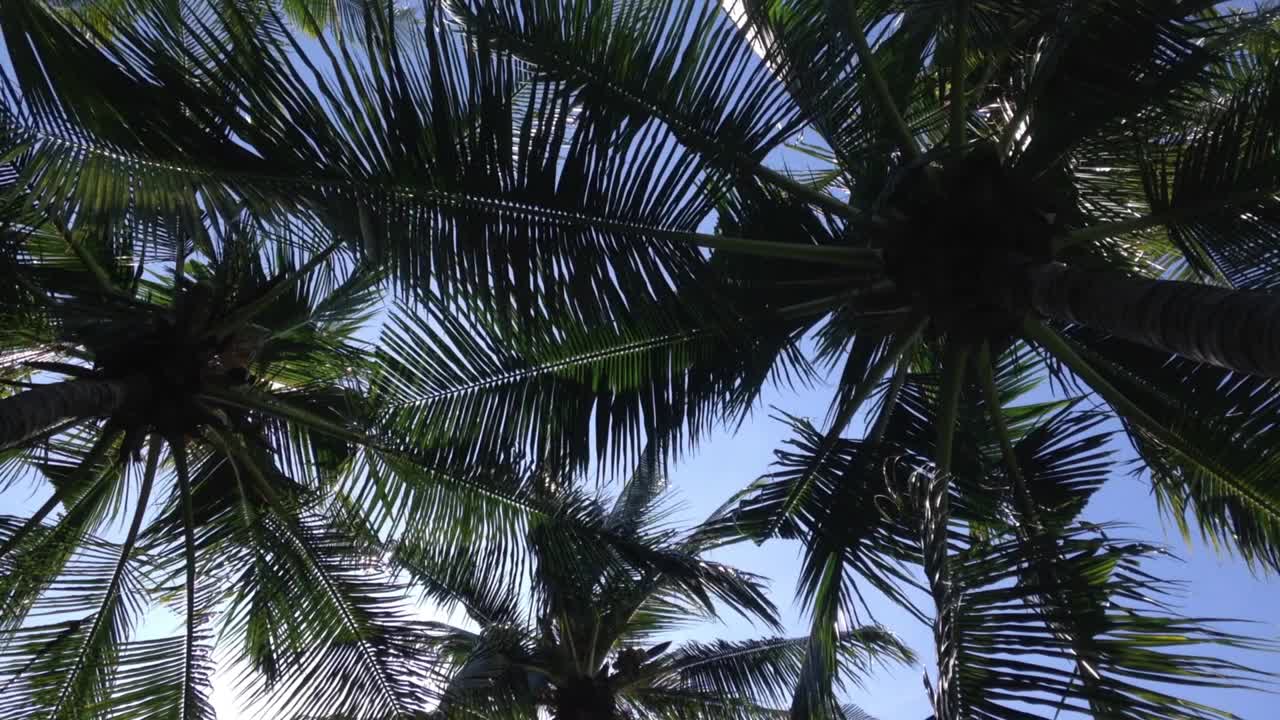 椰子树下的热带大气与新鲜的绿叶在阳光明媚的蓝色天空视频素材