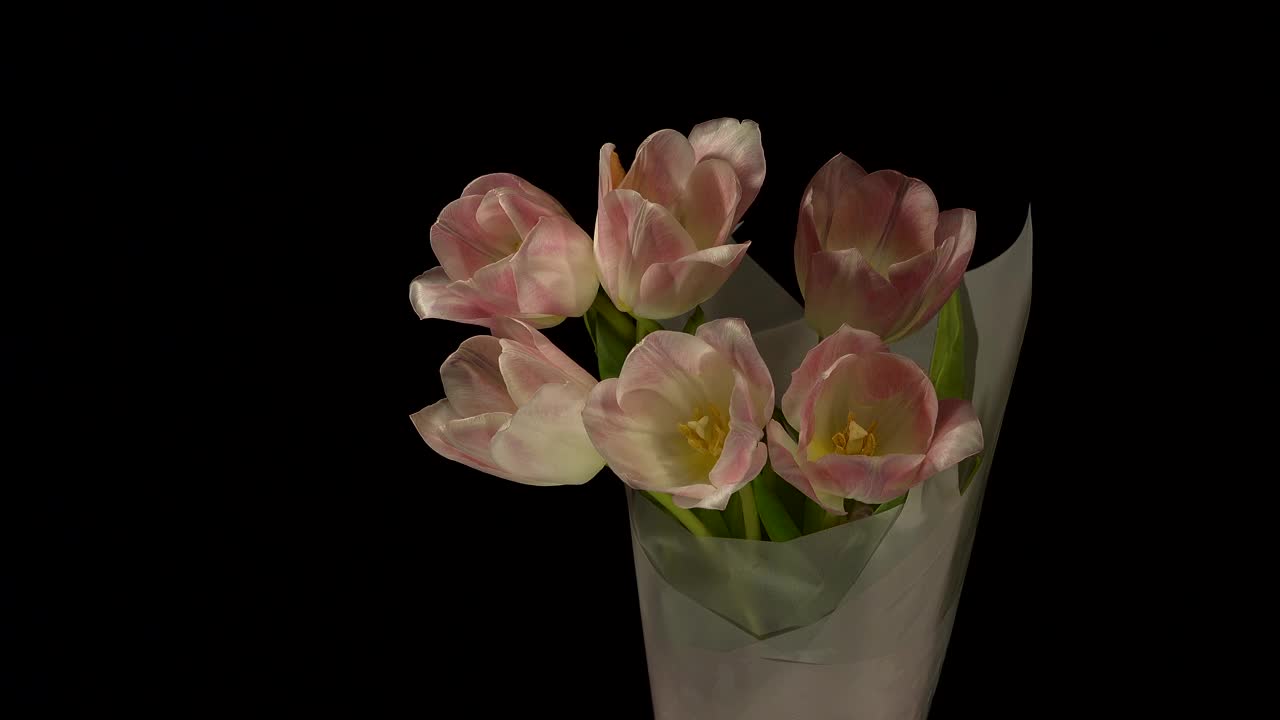 在黑暗的背景下，一束粉红色的郁金香绽放和凋零视频下载