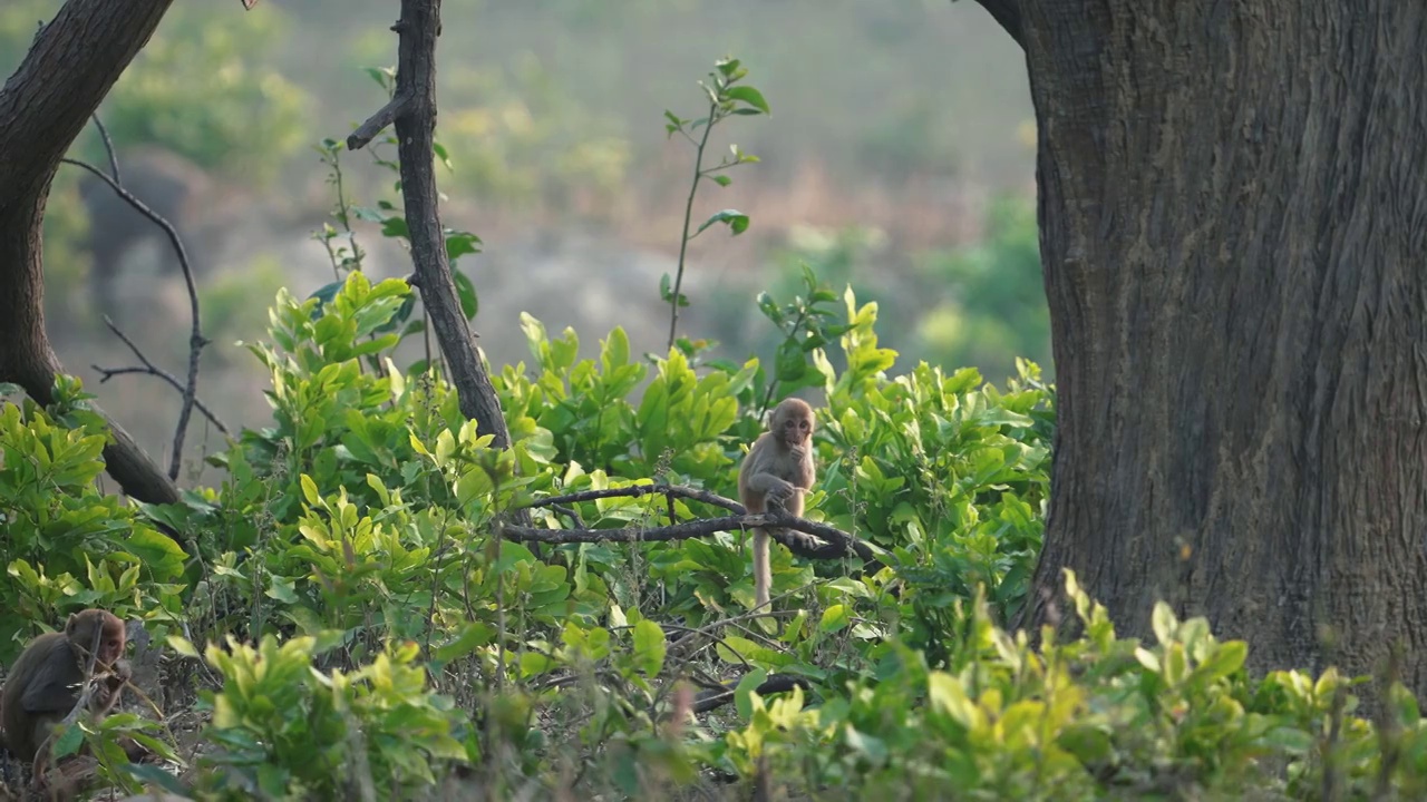 在吉姆·科贝特国家公园的森林里，哈努曼叶猴正在吃甘蔗视频下载