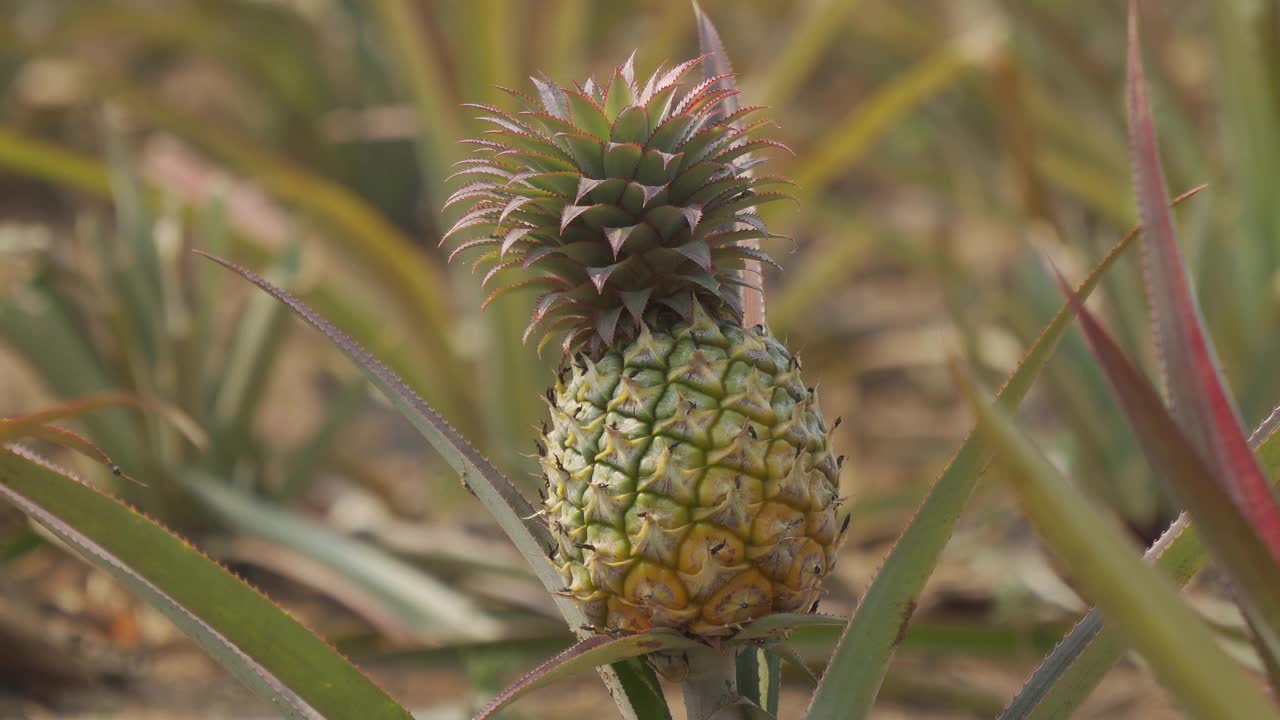 菠萝在农场视频下载