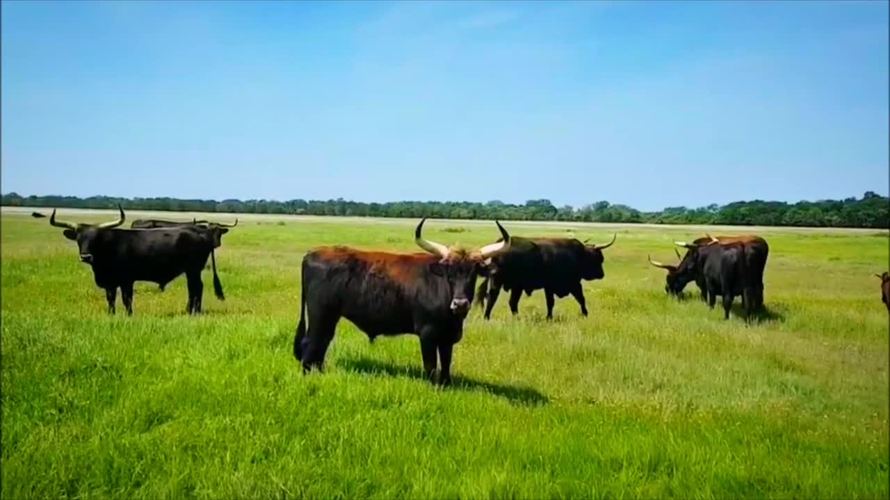 一群重建的野牛视频下载