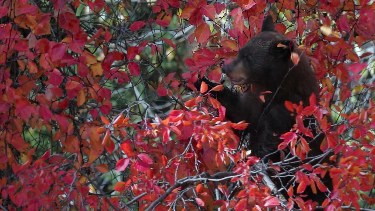 TS 4K拍摄的黑熊幼崽(美洲熊)在一个非常红色的山楂树丛中吃浆果视频素材