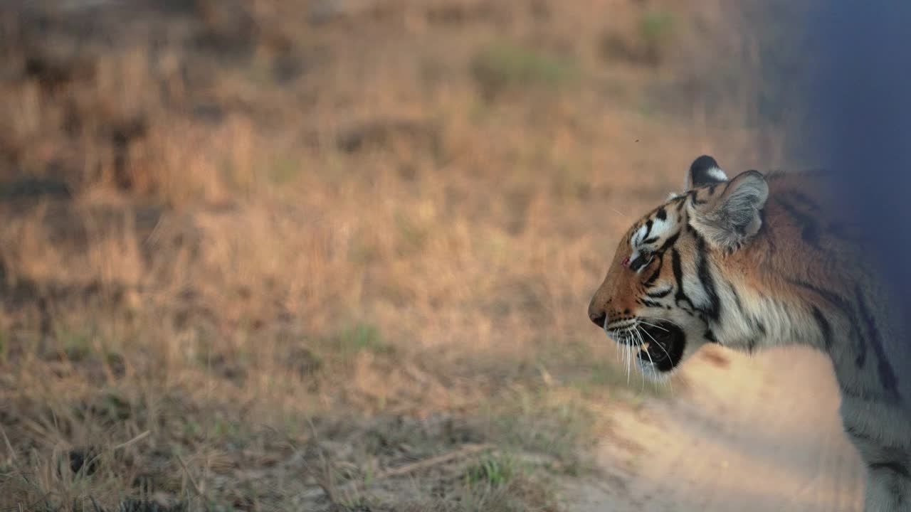 超级慢动作的孟加拉虎移动在草原的吉姆科比特国家公园视频下载