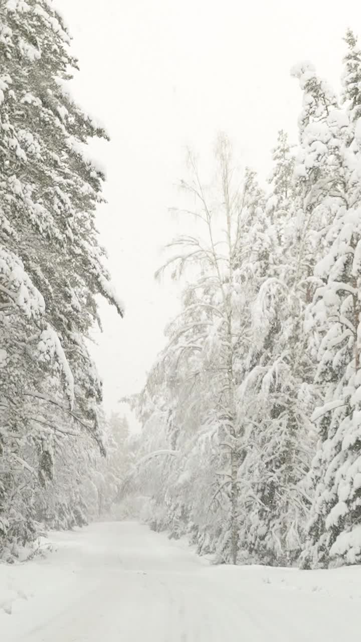 爱沙尼亚冬季森林降雪垂直视频视频素材