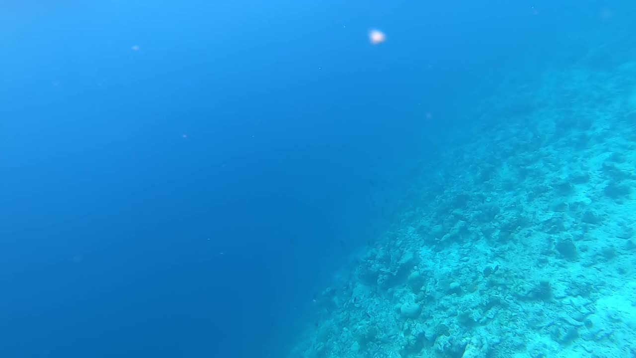 马尔代夫的珊瑚礁和热带鱼类。水下生活。视频素材