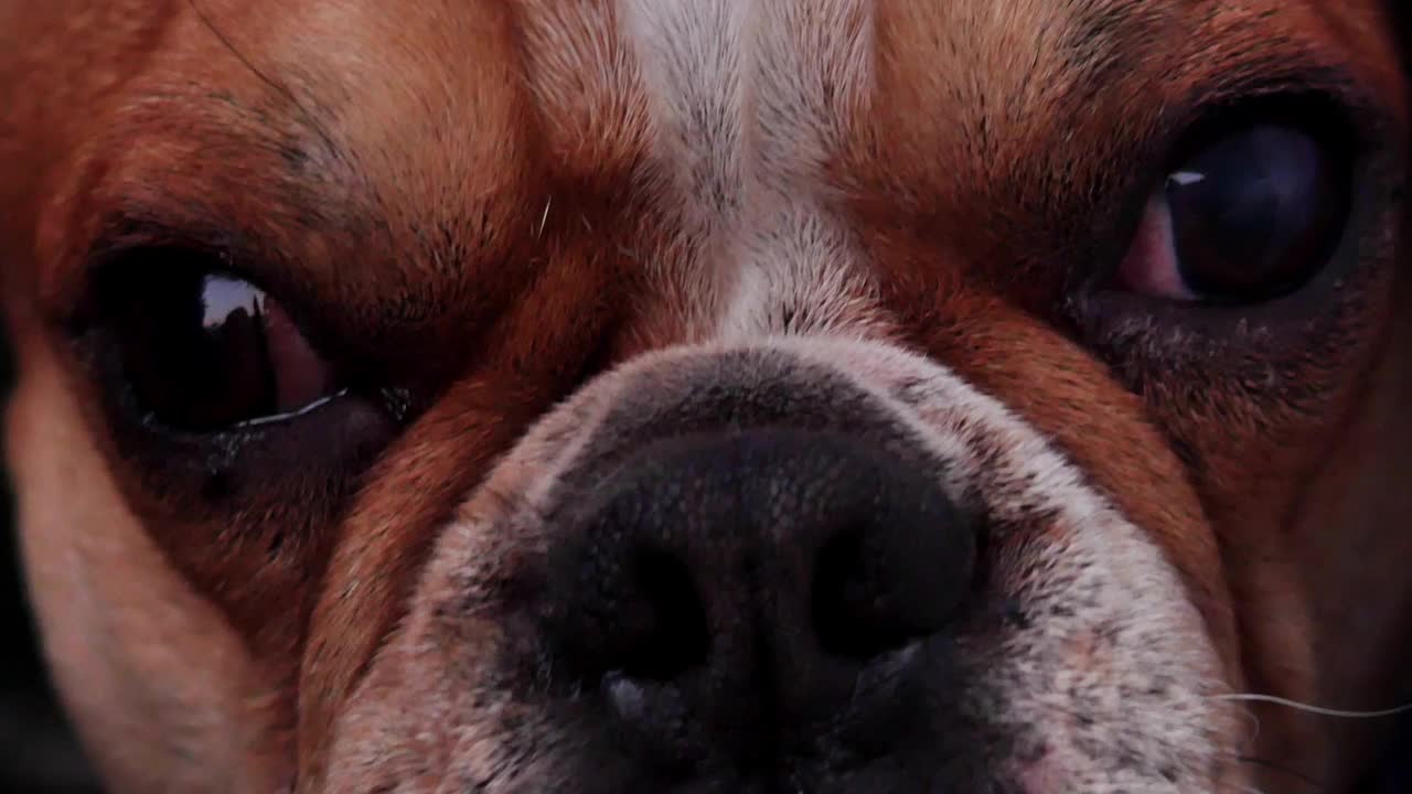 波士顿梗犬。视频素材