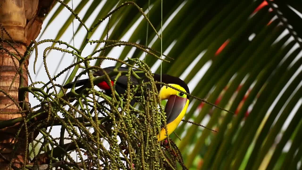 一个栗子嘴巨嘴鸟物种的特写-斯文森巨嘴鸟在它的栖息地，哥斯达黎加的一棵棕榈树上吃。视频下载