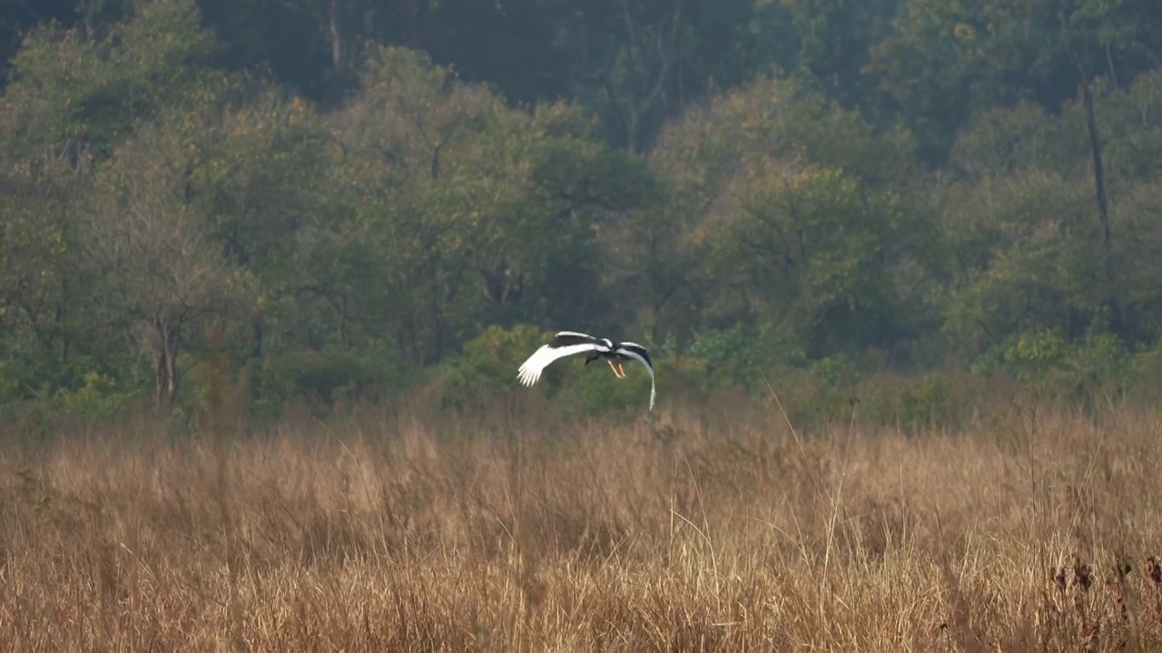 黑颈鹤在吉姆·科比特国家公园慢镜头飞行视频下载