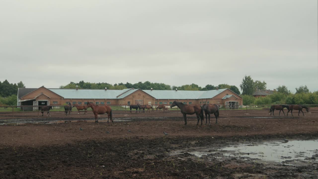 马在户外农田的马围场的乡村景象视频素材